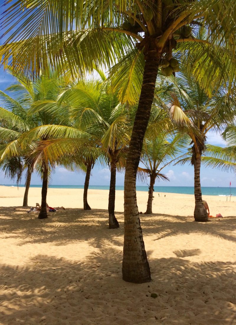 DEN HVIDE KORAL (OG SRI LANKA REJSEPLAN)