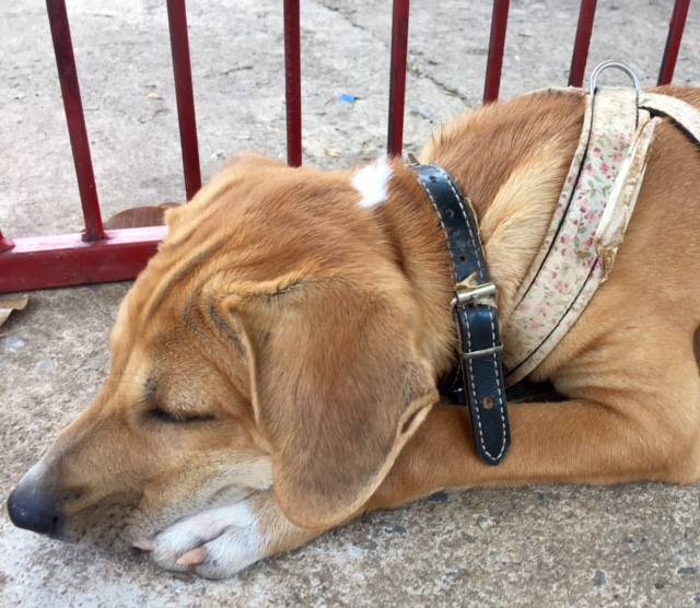 MINE NYE VENNER FRA THAILAND