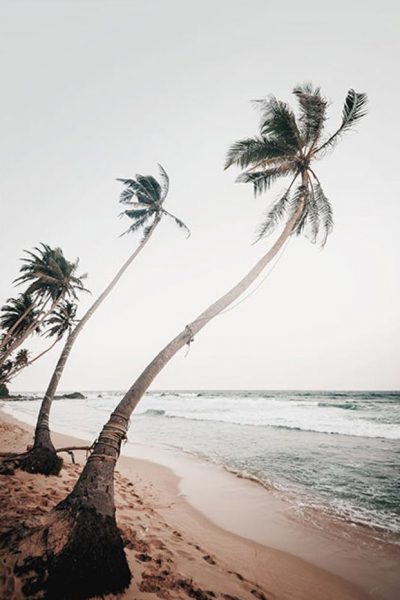 18-sri-lanka-palms