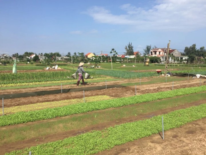 vietnamesiske køkkenhaver